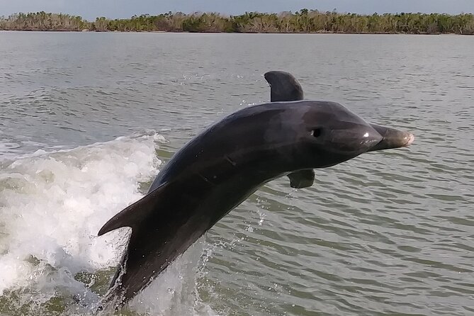 10,000 Islands Boat Excursion - 3.5-Hour Dolphins & Shelling Tour - Cape Romano dome houses stop: the history that adds meaning