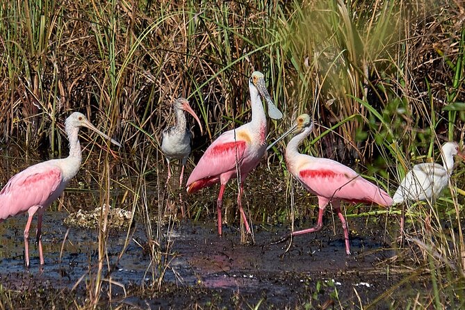 10,000 Islands Boat Tour + Naturalist Led Walk in the Everglades! - Oasis Visitor Center: where you learn the ecosystems fast