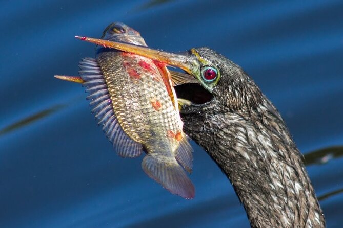 10,000 Islands Boat Tour + Naturalist Led Walk in the Everglades! - Kirby Storter Roadside Park: the cypress canopy walk and the gator hole