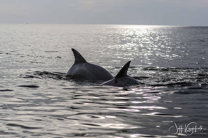 10,000 Islands Excursion Small-Group 3.5 hour Dolphin & Shelling Boat Tour - Photo and comfort strategy for a wind-and-sun type of day