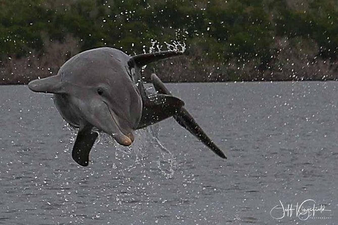 10,000 Islands Excursion Small-Group 3.5 hour Dolphin & Shelling Boat Tour - Who this tour is best for