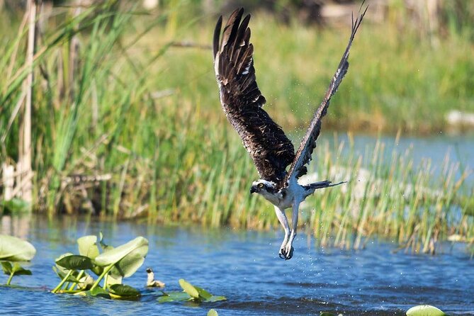 10000 Islands Everglades Boat Tour - Ten Thousand Islands in 3 Hours: What You’re Really Buying