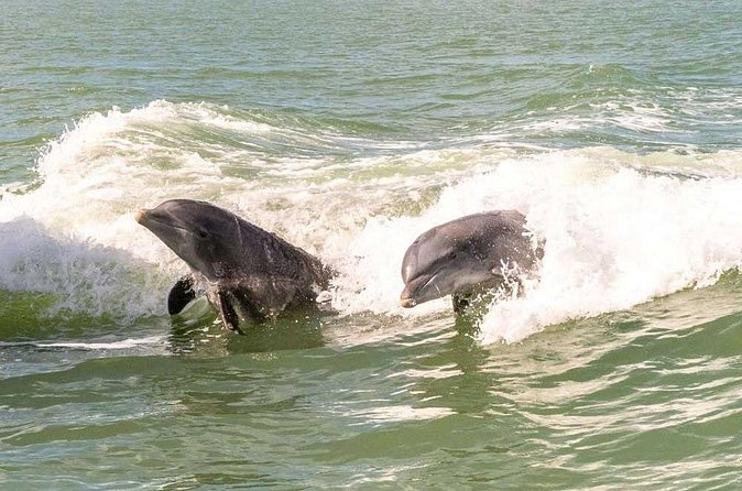 10000 Islands Everglades Boat Tour - Who This Tour Suits Best (and Who Might Want Another Option)