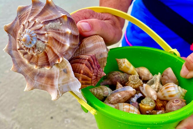 10K Islands Private Shelling Tour - Who this tour is best for (and who may want a different plan)