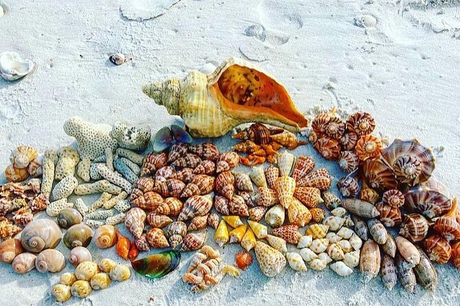 10K Islands Private Shelling Tour - Goodland Boating Park: your 4-hour shelling day starts on the water