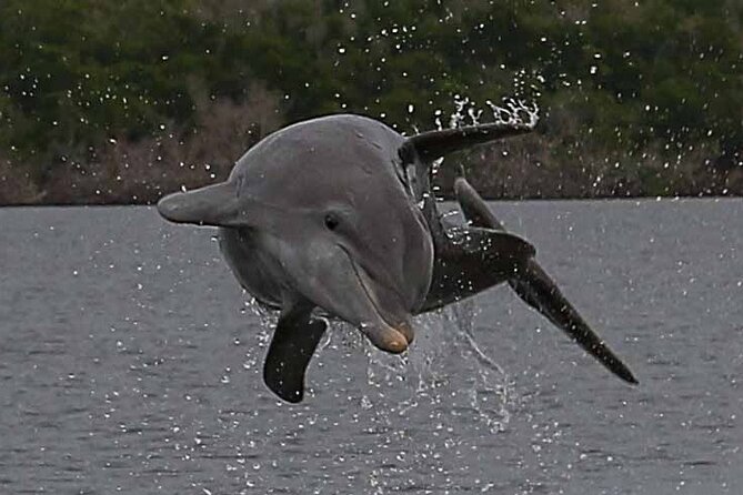 2 Hour Dolphin, Birding and Shelling Tour - Price and Value: What $109.95 Buys You