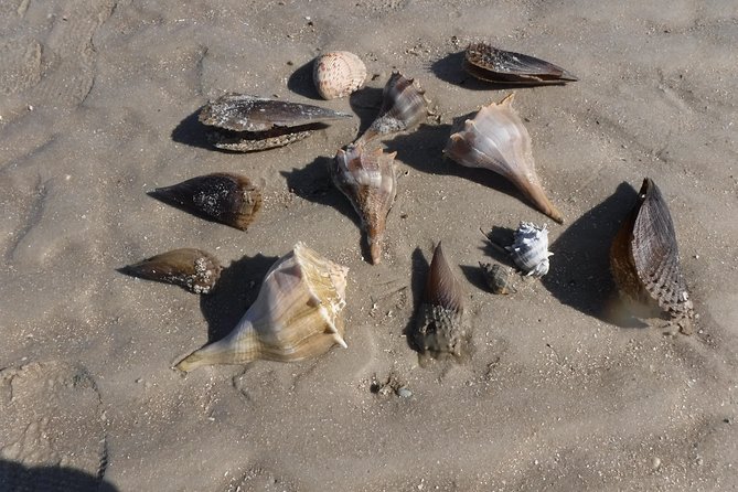 2-hour Shelling Boat Tour in the 10,000 Islands - Tips to Make Your Shelling Day Better