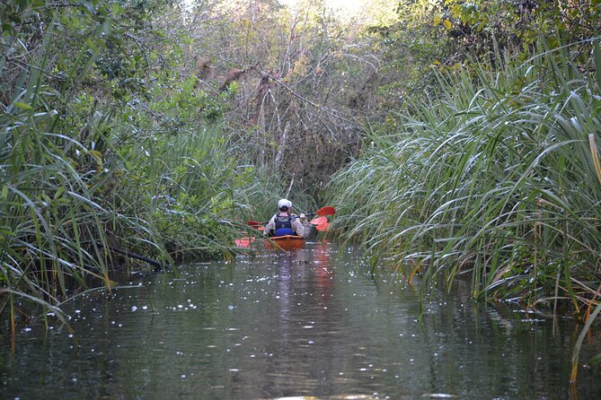 2Hour Everglades Kayak Safari Adventure Through Mangrove Tunnels - Paddle Basics and Naturalist Guidance (The Part That Changes Everything)