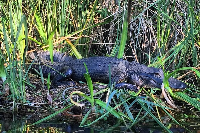 2Hour Everglades Kayak Safari Adventure Through Mangrove Tunnels - Wildlife You Can Actually Plan Around