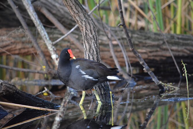 2Hour Everglades Kayak Safari Adventure Through Mangrove Tunnels - Dry Boxes, Electronics, and Photo Chances