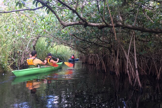 2Hour Everglades Kayak Safari Adventure Through Mangrove Tunnels - Sun, Bugs, and the Stuff You Should Actually Bring