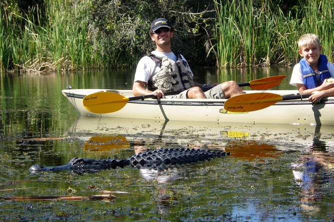 3 Hour Guided Mangrove Tunnel Kayak Eco Tour - Key things that make this kayak tour special