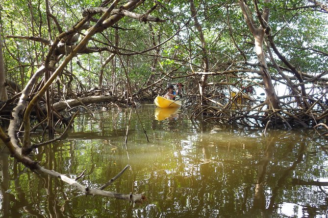3 Hour Guided Mangrove Tunnel Kayak Eco Tour - Your first glide toward the mangrove entry