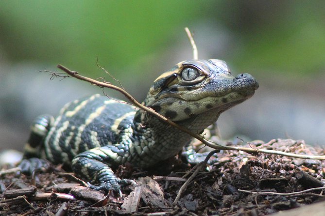 3 Hour Guided Mangrove Tunnel Kayak Eco Tour - Wildlife you can reasonably expect to spot