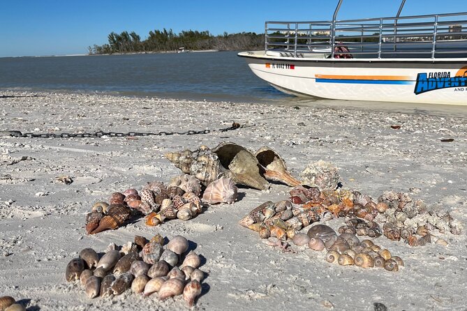 4 Hour Kice Island Shelling Trip - Cruise-then-Collect: Dickman’s Island and Sandbars