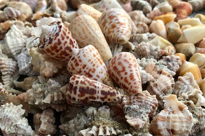4 Hour Kice Island Shelling Trip - Your Captain Makes the Difference: Colleen, Marco, and RJ