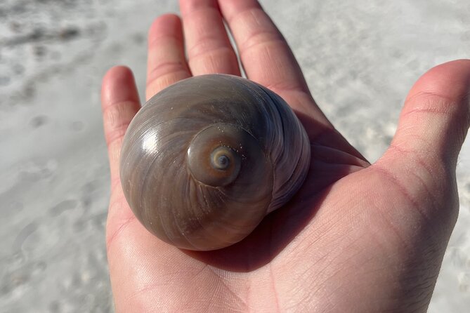 4 Hour Kice Island Shelling Trip - Value Check: Why This Morning Trip Often Feels Worth It