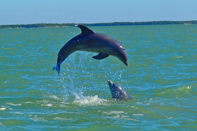 Avi's Premium Dolphin Tour by Jet Ski - Two Hours Off Marco Island: What This Jet Ski Dolphin Tour Really Delivers