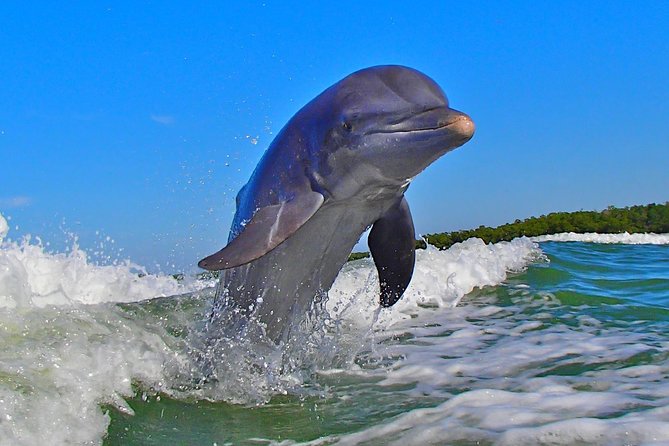Avi's Premium Dolphin Tour by Jet Ski - Dolphin Spotting on a Jet Ski: How to Think About Success