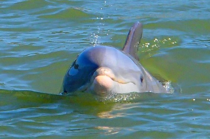 Avi's Premium Dolphin Tour by Jet Ski - Value Check: Premium Feel Without a Complicated Day Plan