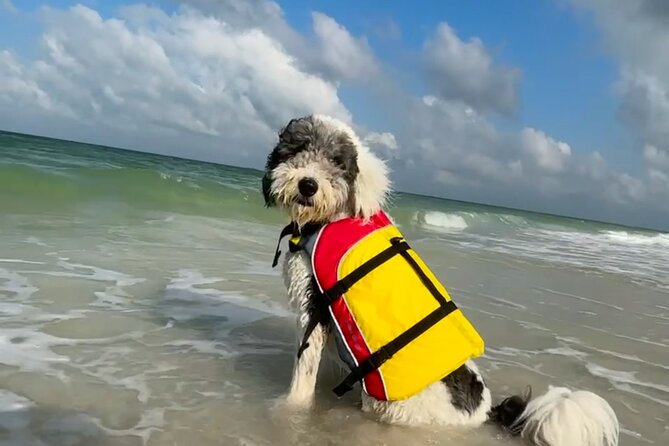Bark on the Ark - Stop 1: Keewaydin Island Beach Time Built for Dogs