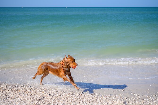 Bark on the Ark - Crew Style: Fun Energy With Dog-Proof Focus