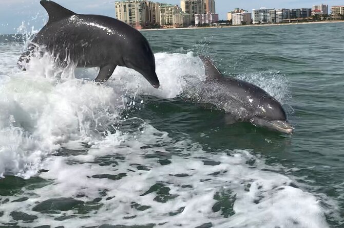Best of Marco Island Dolphin Tour - Key things you’ll notice right away