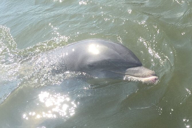 Best of Marco Island Dolphin Tour - The main event: 10,000 Islands National Wildlife Refuge for about 1.5 hours
