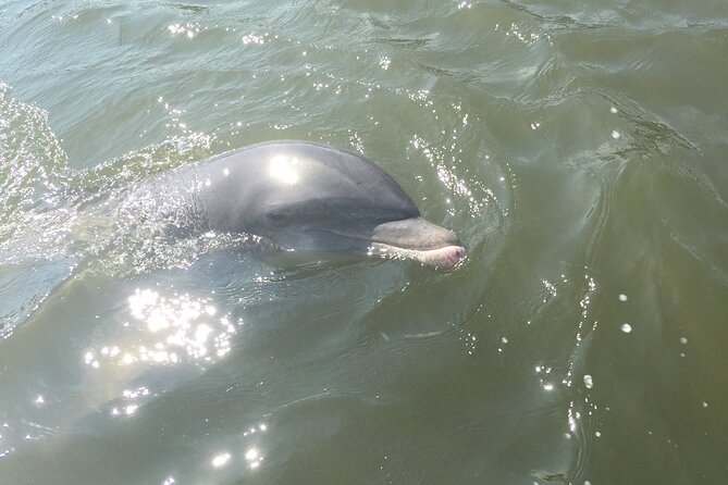Best of Marco Island Tour - Ten Thousand Islands mangroves: wildlife time, not a checklist