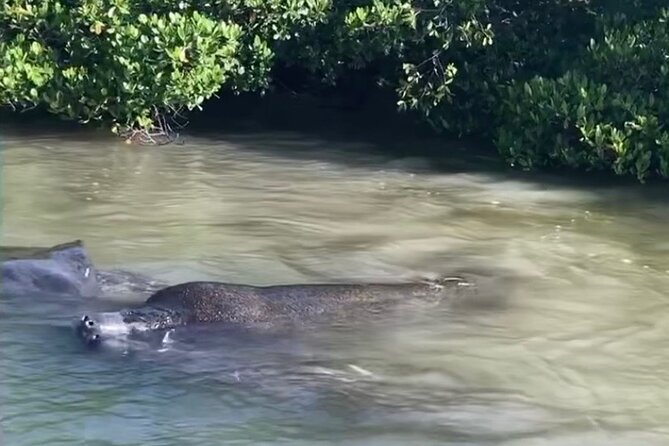 Clear Kayak Guided Eco Tour in North Naples - Price and Value: What $84 Includes (and What Costs Extra)