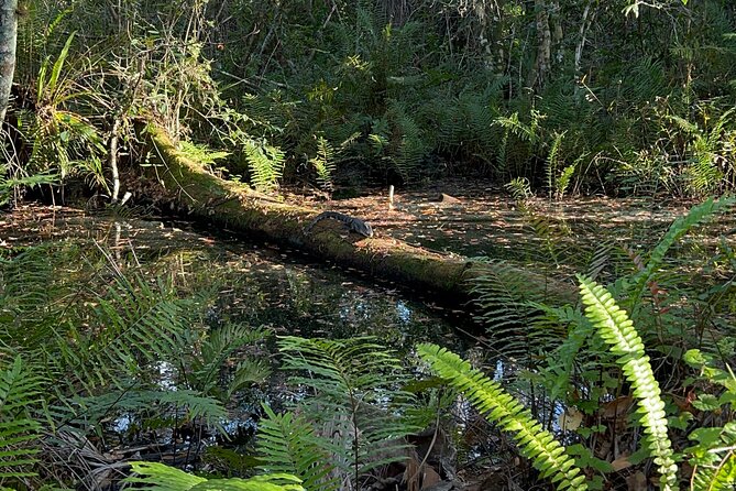 Dark Sky's in the Florida Everglades - Key highlights to expect