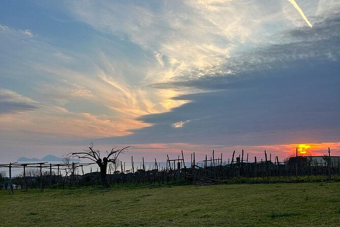 Dinner at a Winery on the Slopes of Mount Vesuvius - Key highlights at a glance