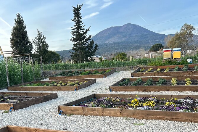 Dinner at a Winery on the Slopes of Mount Vesuvius - Getting there from Pompeii: transport and timing that actually help