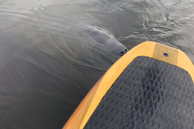 Dolphin and Manatee Adventure Tour of Naples with Florida History - Key Highlights to Know Before You Go