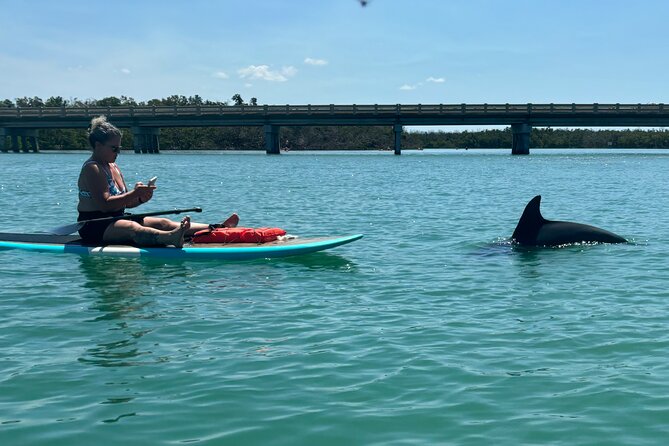 Dolphin and Manatee Adventure Tour of Naples with Florida History - Why Naples Is Such a Good Place to Paddle for Manatees
