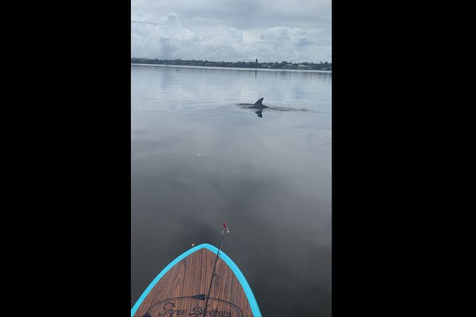 Dolphin and Manatee Adventure Tour of Naples with Florida History - Equipment, Small Group Size, and the Real Value of $65
