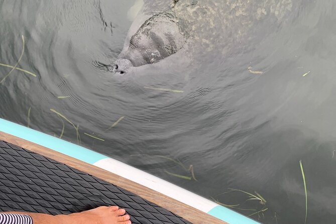 Dolphin and Manatee Adventure Tour of Naples with Florida History - Dolphins and Manatees: How Likely Is It, Really?