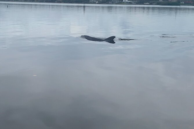 Dolphin and Manatee Tour of Marco Island by Kayak or SUP - The 2-hour plan: lesson first, then wildlife searching