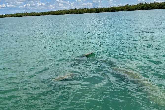 Dolphin and Manatee Tour of Marco Island by Kayak or SUP - How the guides make the difference: Doug, Jacob, Zack, Cam, and Michael