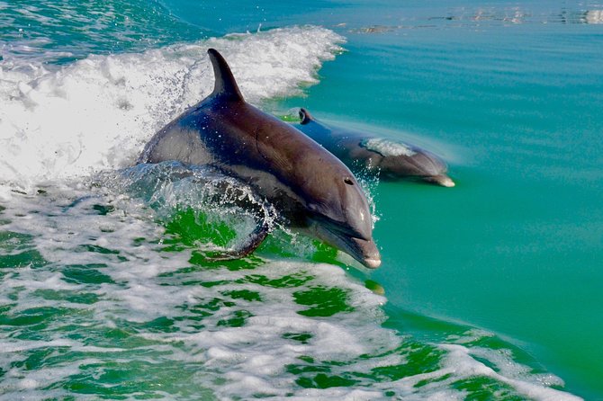 Dolphin and Shelling Cruise for up to 12 people - The mangrove maze: what the guide adds while you cruise