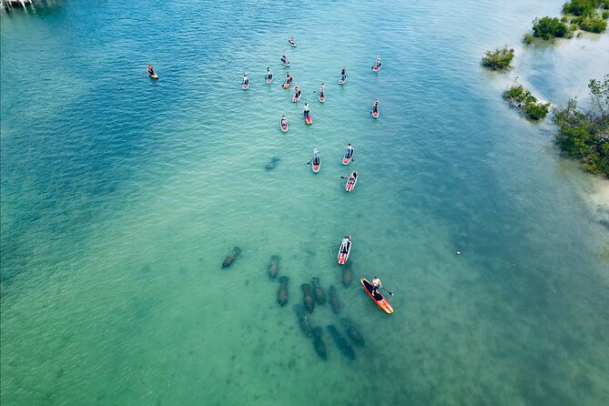 Dolphin, Manatee and Sea Turtle Adventure Tour of Bonita Springs - Key Highlights You’ll Feel on This Tour