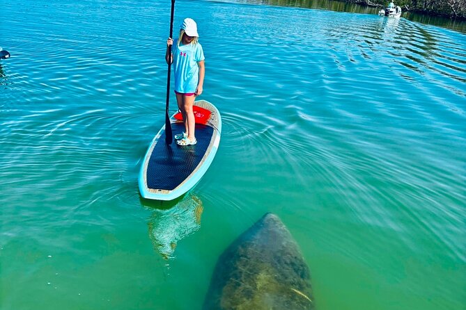 Dolphin, Manatee and Sea Turtle Adventure Tour of Bonita Springs - Fort Myers Quiet Beach + A Real Paddle Workout Window (2 Hours)