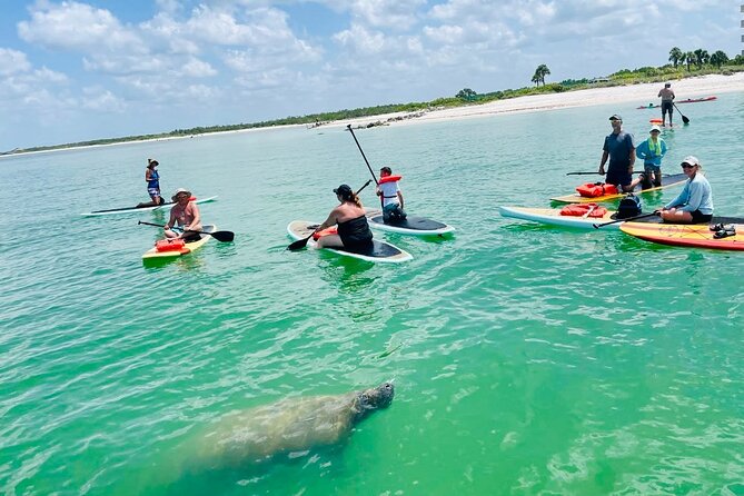 Dolphin, Manatee and Sea Turtle Adventure Tour of Bonita Springs - Wildlife Chances: Dolphins, Manatees, Sea Turtles, and Birds