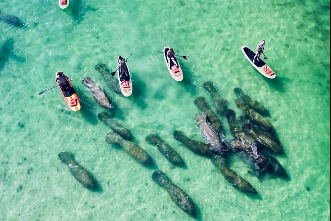 Dolphin, Manatee and Sea Turtle Adventure Tour of Bonita Springs - Guide Style Is the Secret Sauce: Eric, Doug, and Chase