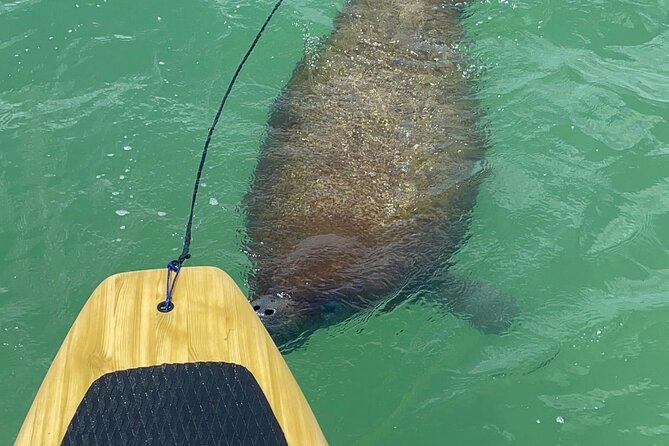 Dolphin, Manatee and Sea Turtle Adventure Tour of Bonita Springs - Is $65 Good Value for 2 Hours on the Water?