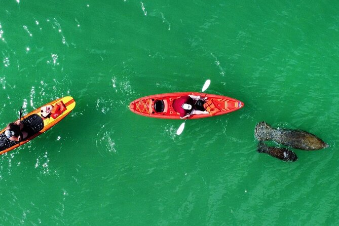 Dolphin, Manatee and Sea Turtle Adventure Tour of Bonita Springs - When to Go: Calm Water Matters More Than You Think
