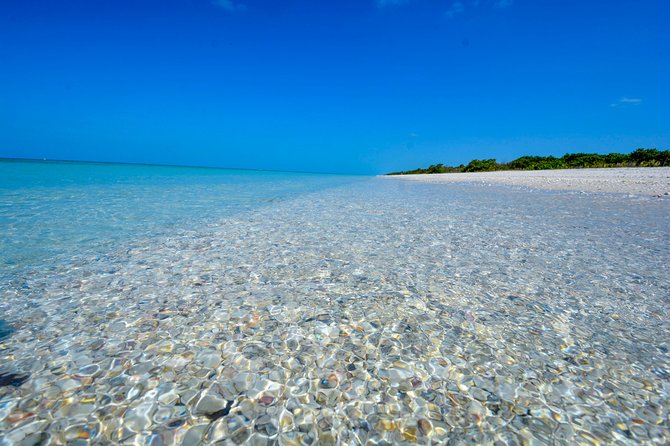 Dolphin Watch Eco Shelling Cruise to Keewaydin Island - Keewaydin Island: the white sand shelling stop you came for