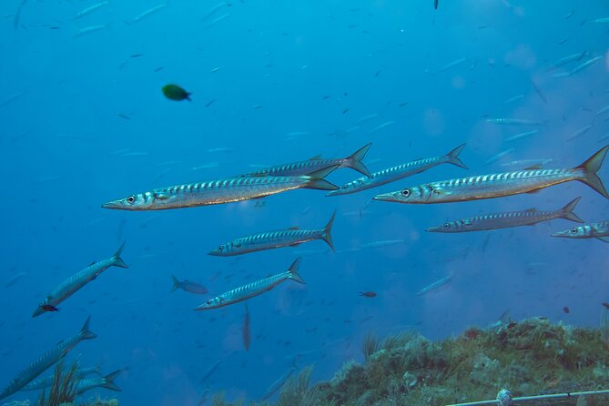 Double Dive in the Bay Park for certified divers - Price and value: what $144.19 buys you in real terms