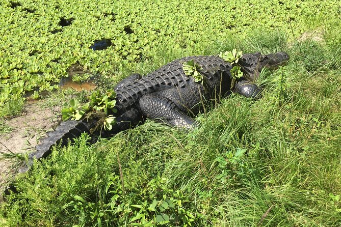E-Bike Adventure - Fakahatchee Strand - Big Cypress Bend Boardwalk: 2,500 Feet of Swamp Learning