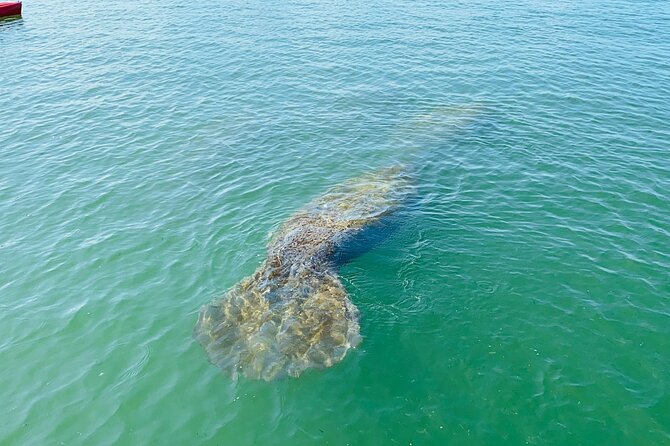 Easy Ride Pedal Kayak Tour Marco Island & Naples (Pedal or Paddle - Wildlife odds in Southwest Florida: dolphins, manatees, and more
